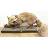 Adult fox with pigeon. 'The Hunter'. Length 75 cm. Height 36cm.