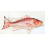 Genuine well presented stuffed red snapper fish. 70cm in length. Fitted with wall handing hook.