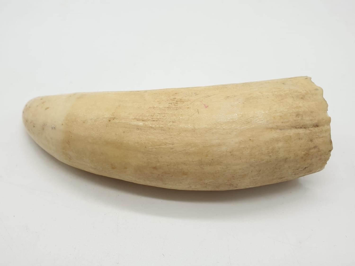 Vintage walrus tusk, 177g weight and 14cm long approx - Image 5 of 6