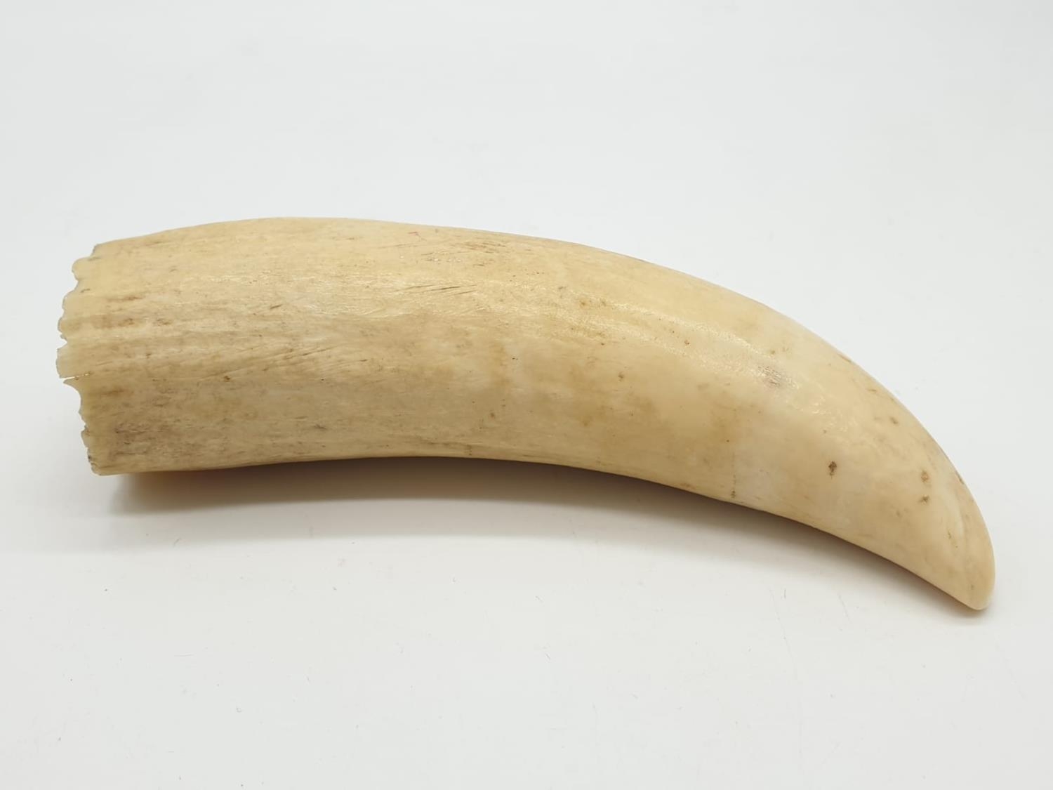 Vintage walrus tusk, 177g weight and 14cm long approx - Image 2 of 6