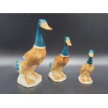 Collection of Mallard duck family. Tallest stands at 20cm. Made by Beswick England. Good colouring