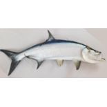 A 6ft Fibreglass replica of a Tarpon (Gamefish). This Silver King was caught in 1993 at the home
