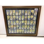 50 Framed Cigarette Cards of 1950's Cricket Players with Info on Reverse Side, 36x52cms.