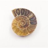 A section of a Jurassic Ammonite from Madagascar, exhibiting excellent iridescence on fossil