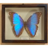 A Vintage Giant Blue Morpho Butterfly in a Framed Box. 17 x 15cm