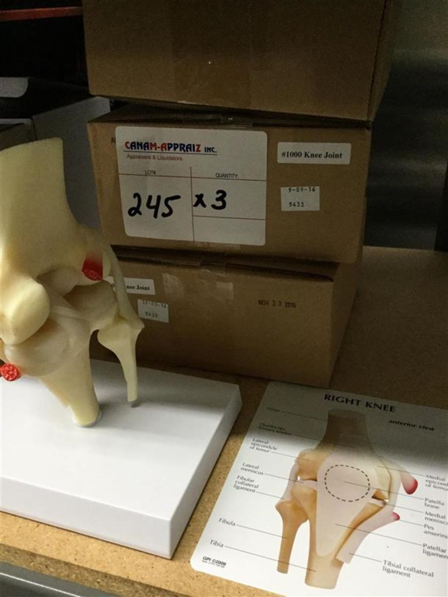 GPI ANATOMICALS - KNEE JOINT MOULD