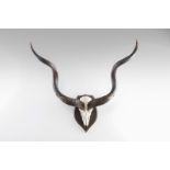 Naturalia Great hunting trophy with Kudu hornsSouthern Africa, c.1970.