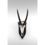 Naturalia Hunting trophy with sable antelope hornsSouthern Africa, c.1970.