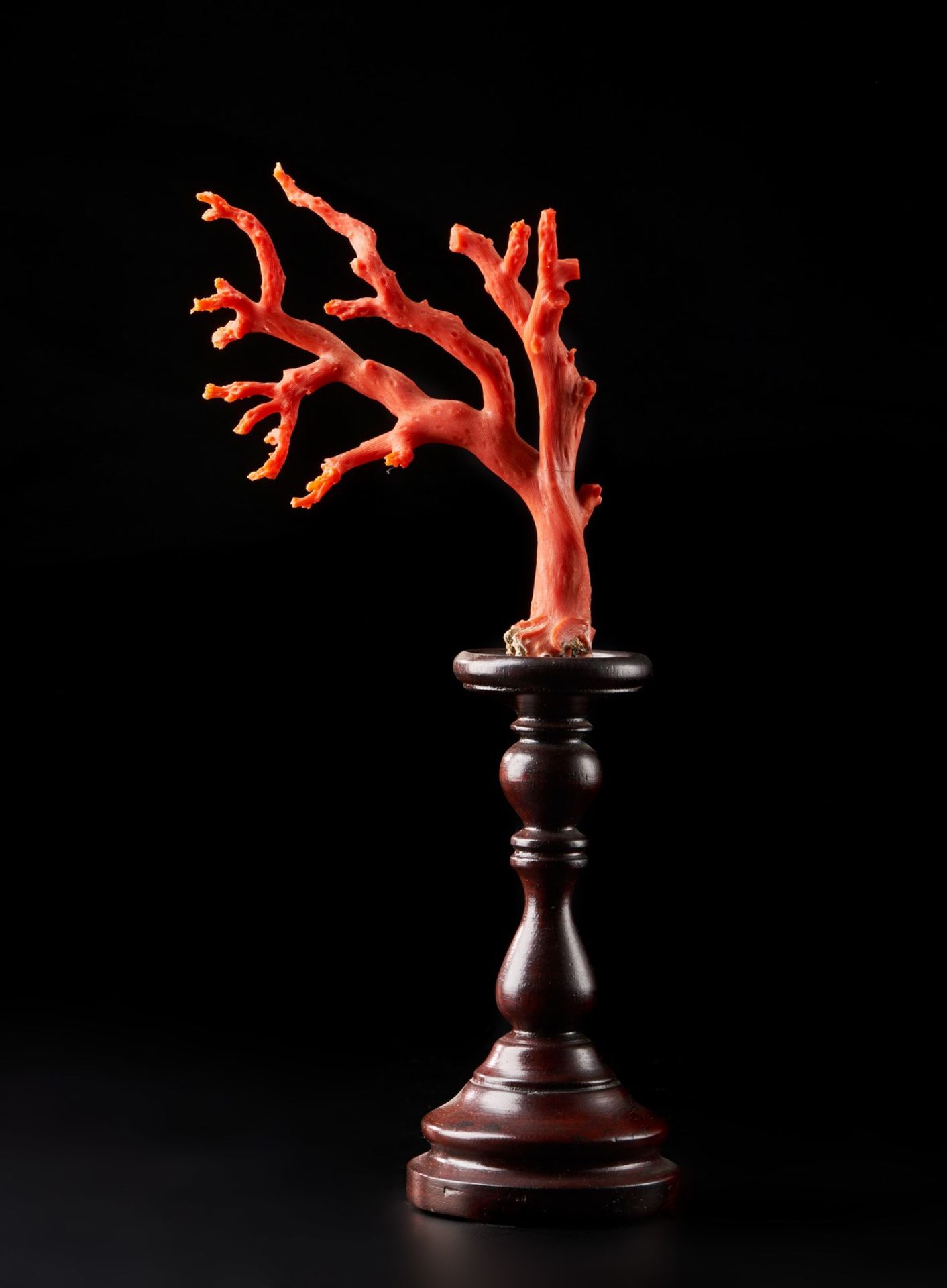 Naturalia A small red coral branch on a wooden stand Italy .