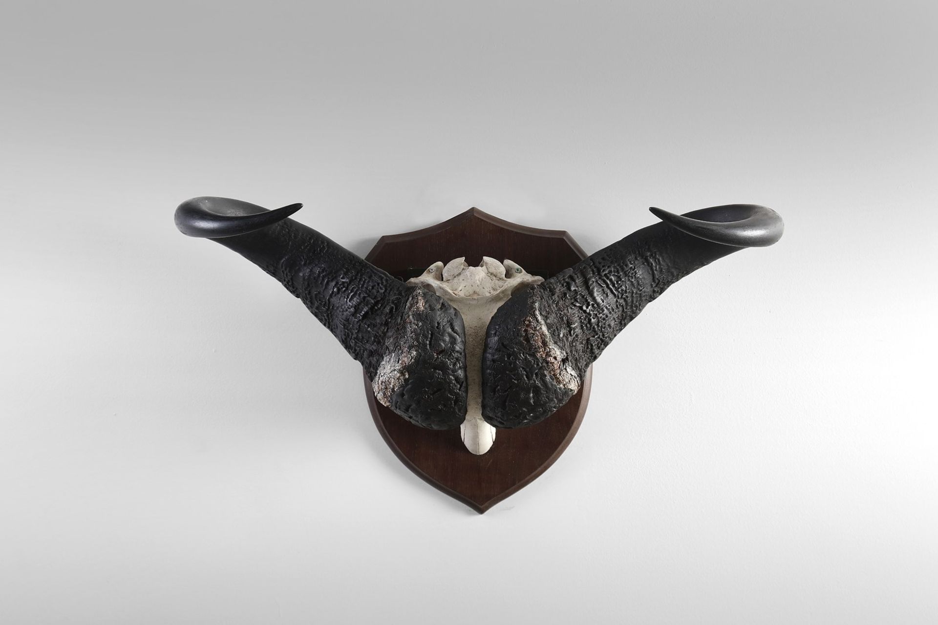 Naturalia Hunting trophy with black buffalo hornsSouthern Africa, c.1970. - Image 2 of 2