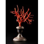 Naturalia A red coral branch on a silver base Italy .