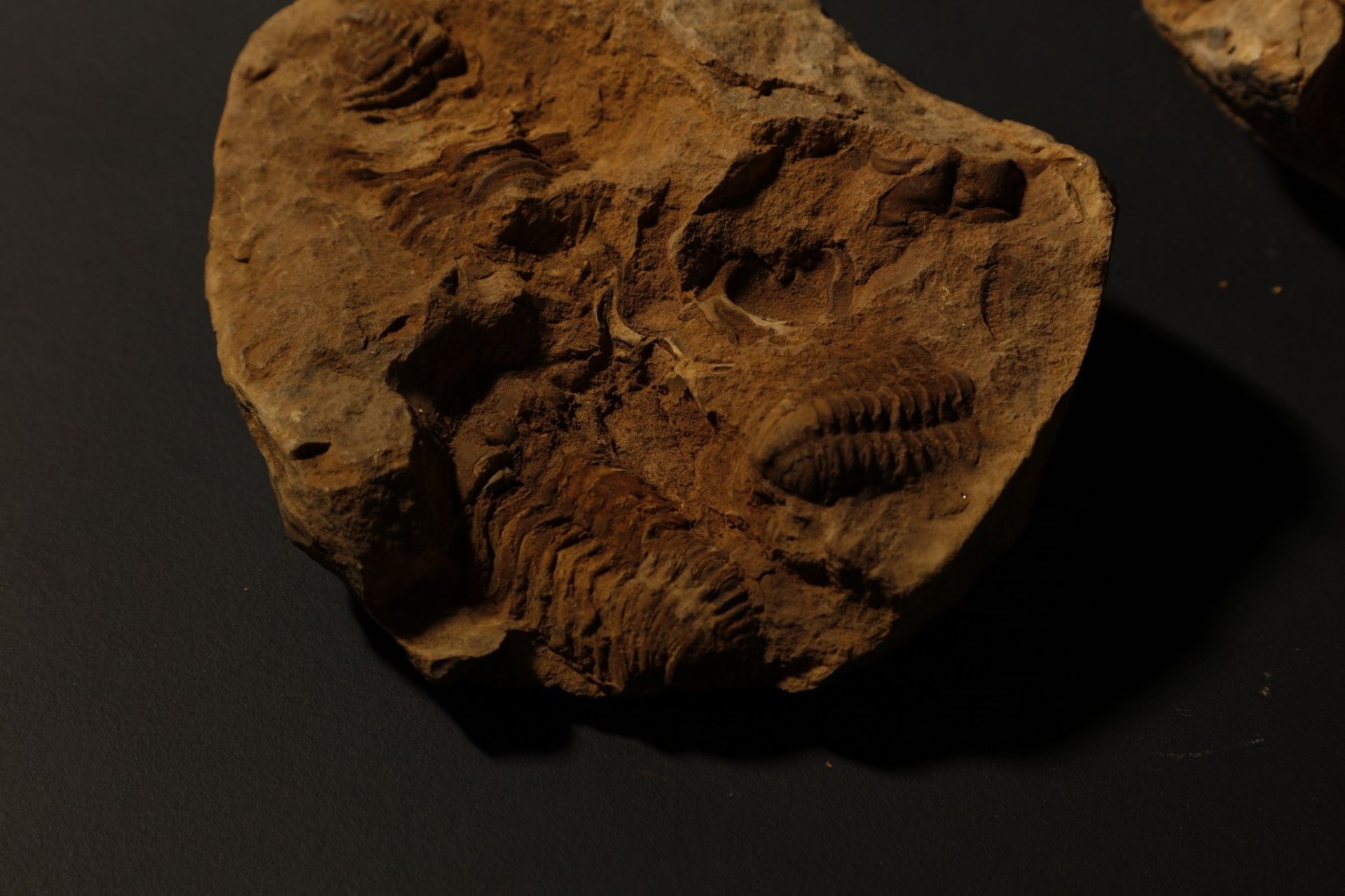 Naturalia A group of fossilsNorth Africa (?). - Image 5 of 6