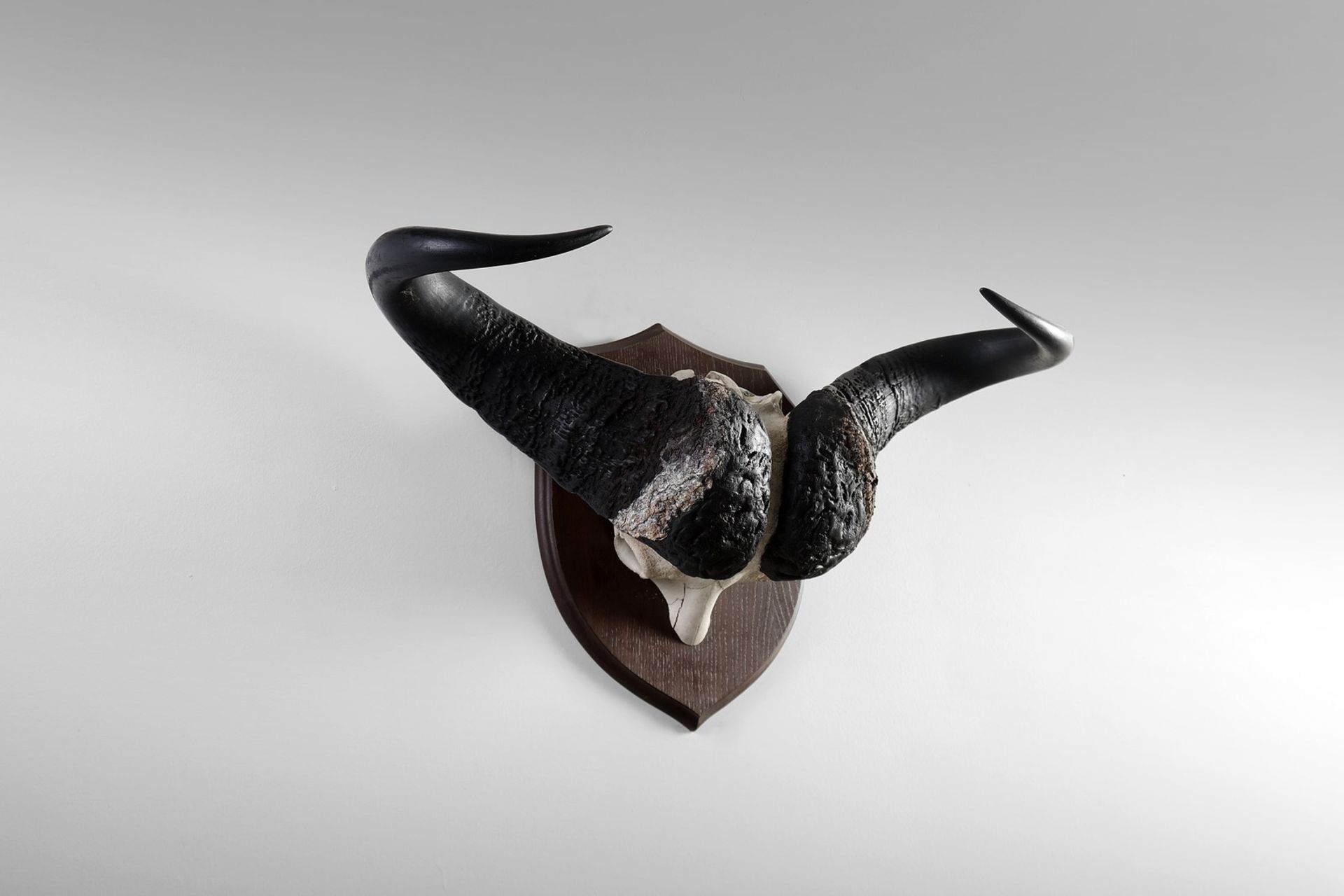 Naturalia Hunting trophy with black buffalo hornsSouthern Africa, c.1970.