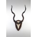 Naturalia Great hunting trophy with Kudu hornsSouthern Africa, c.1970.