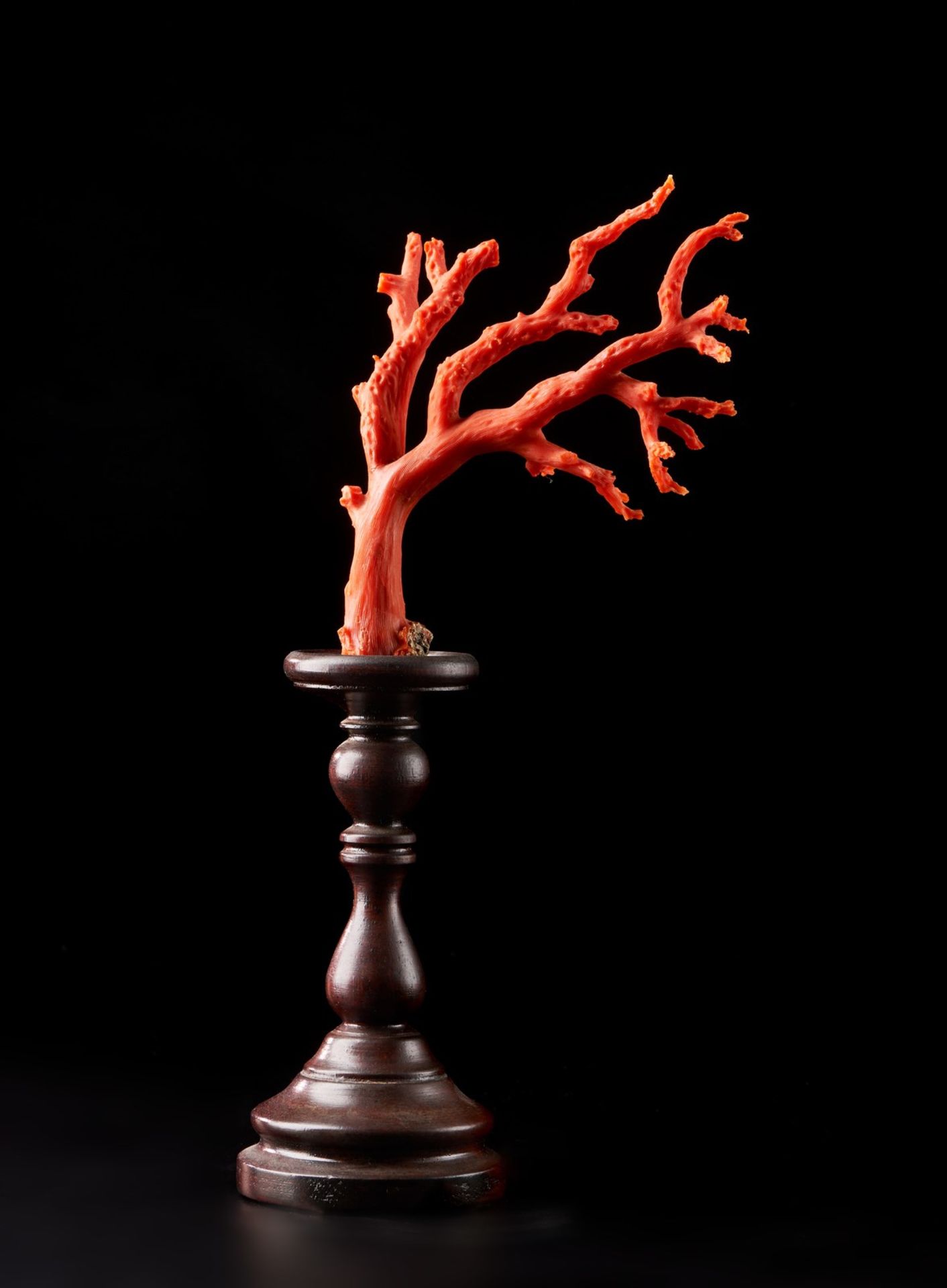 Naturalia A small red coral branch on a wooden stand Italy . - Bild 2 aus 2