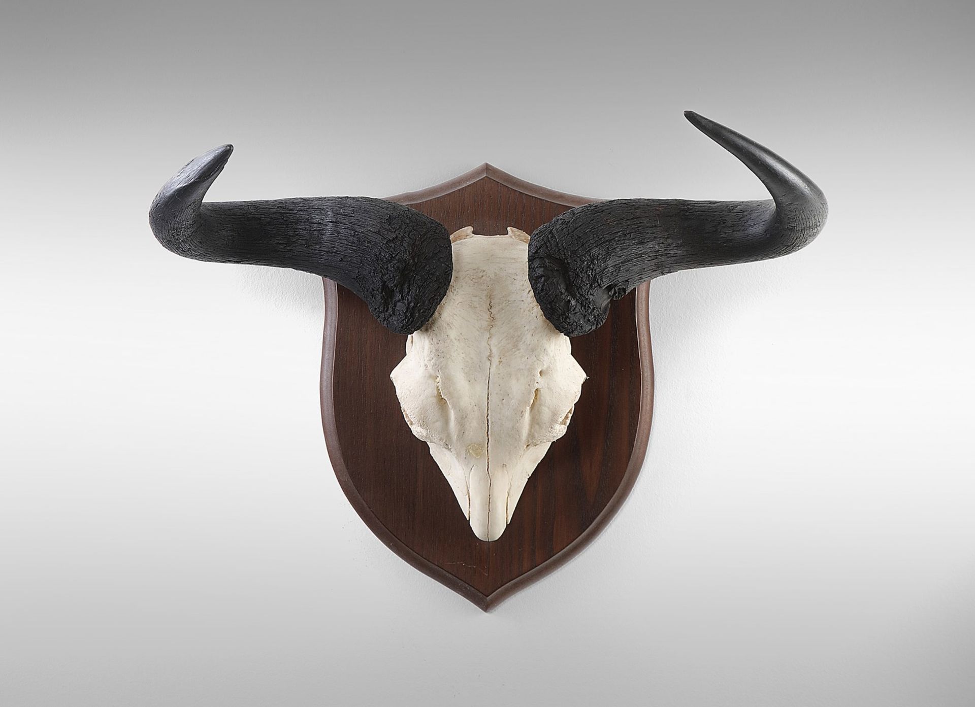 Naturalia Hunting trophy with black buffalo hornsSouthern Africa, c.1970.