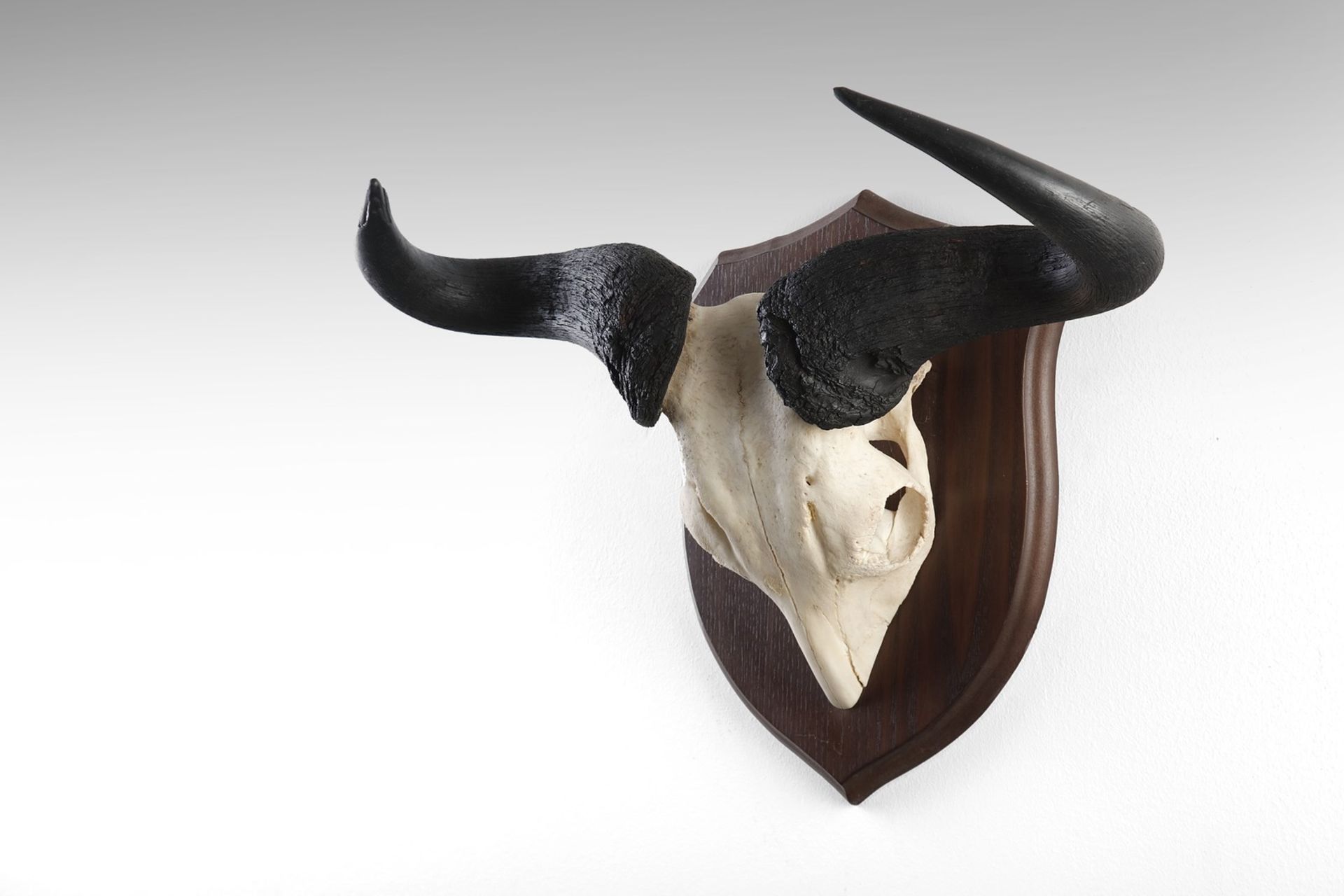 Naturalia Hunting trophy with black buffalo hornsSouthern Africa, c.1970. - Image 2 of 2