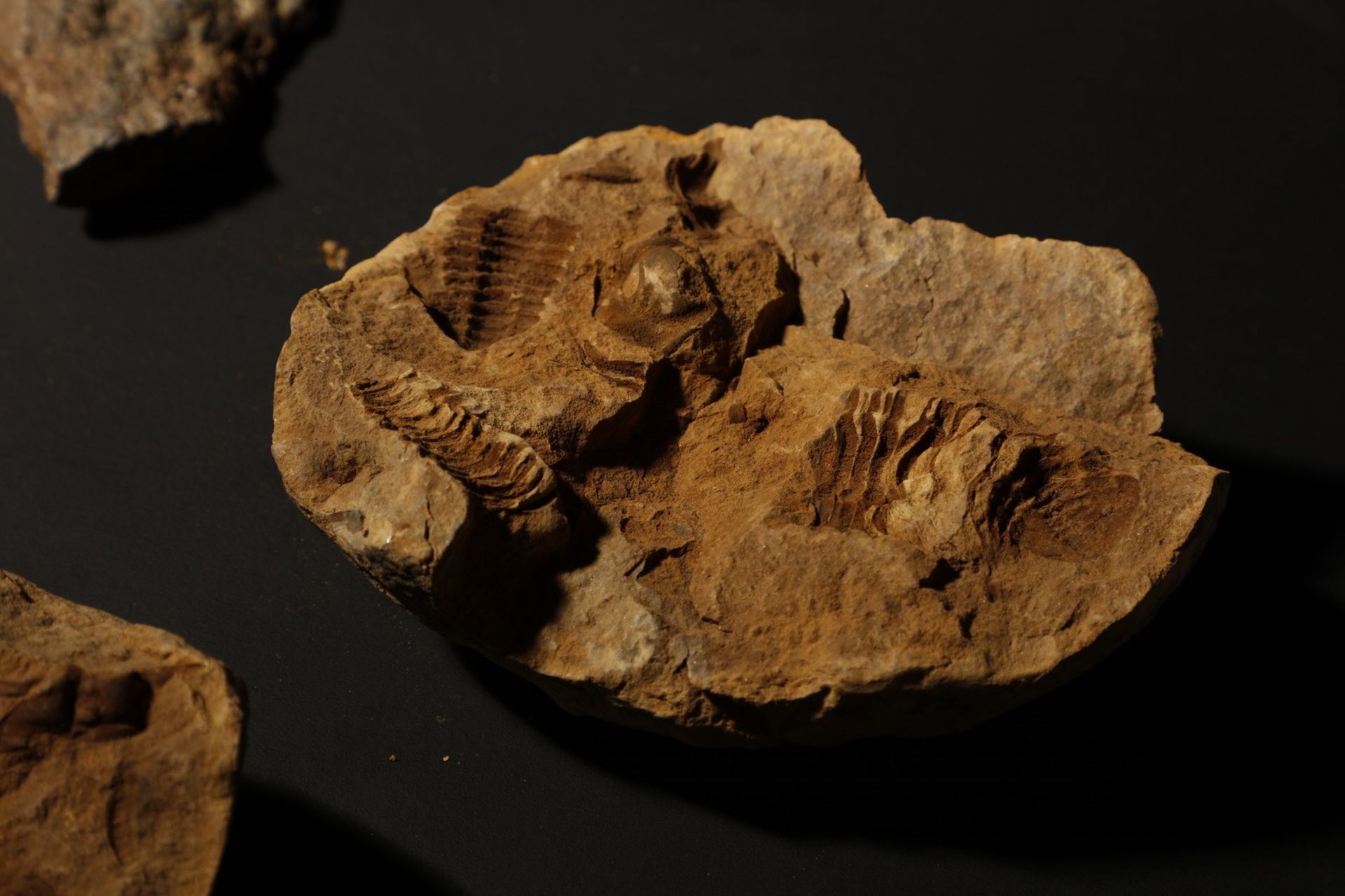 Naturalia A group of fossilsNorth Africa (?). - Image 6 of 6