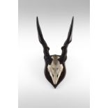 Naturalia Hunting trophy with horns of a ElandSouthern Africa, c.1970.