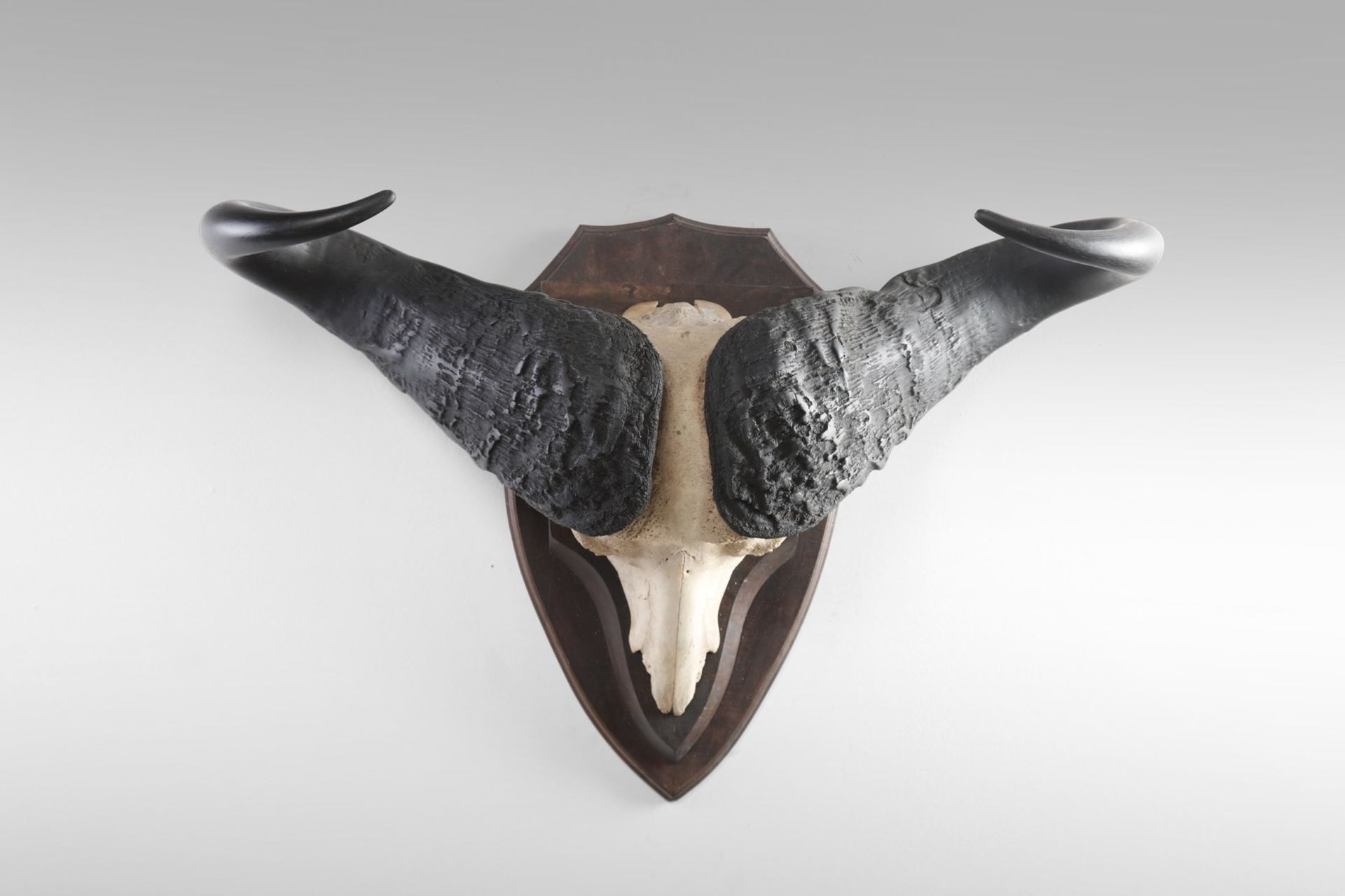 Naturalia Hunting trophy with black buffalo hornsSouthern Africa, c.1970. - Image 2 of 2