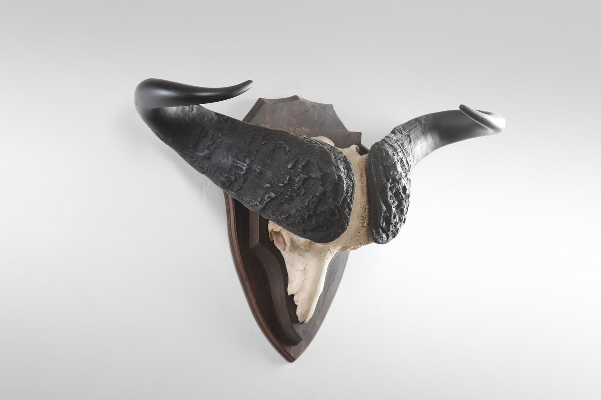 Naturalia Hunting trophy with black buffalo hornsSouthern Africa, c.1970.