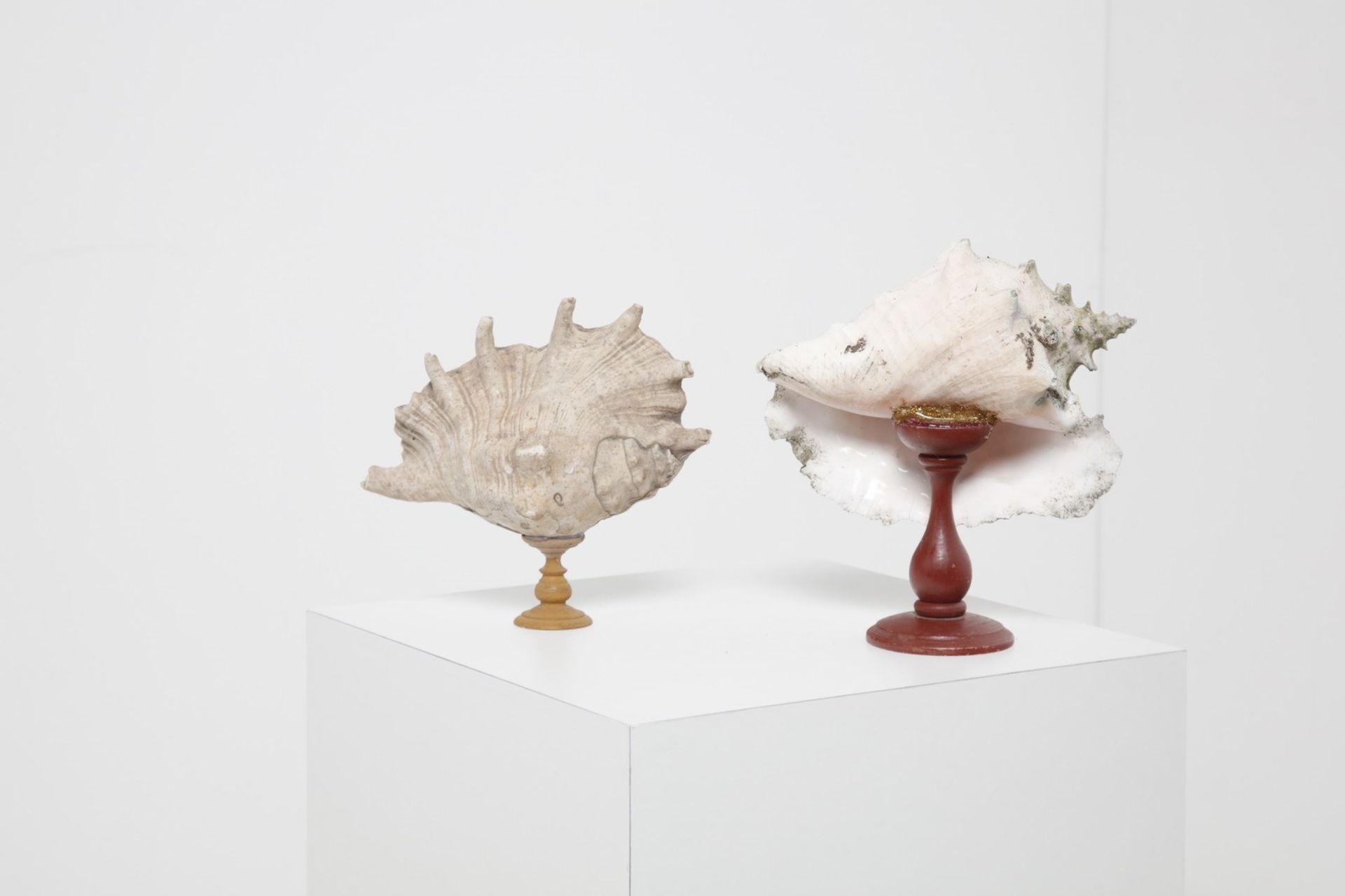 Naturalia Two large conches mounted on a wooden baseItaly. - Image 2 of 2