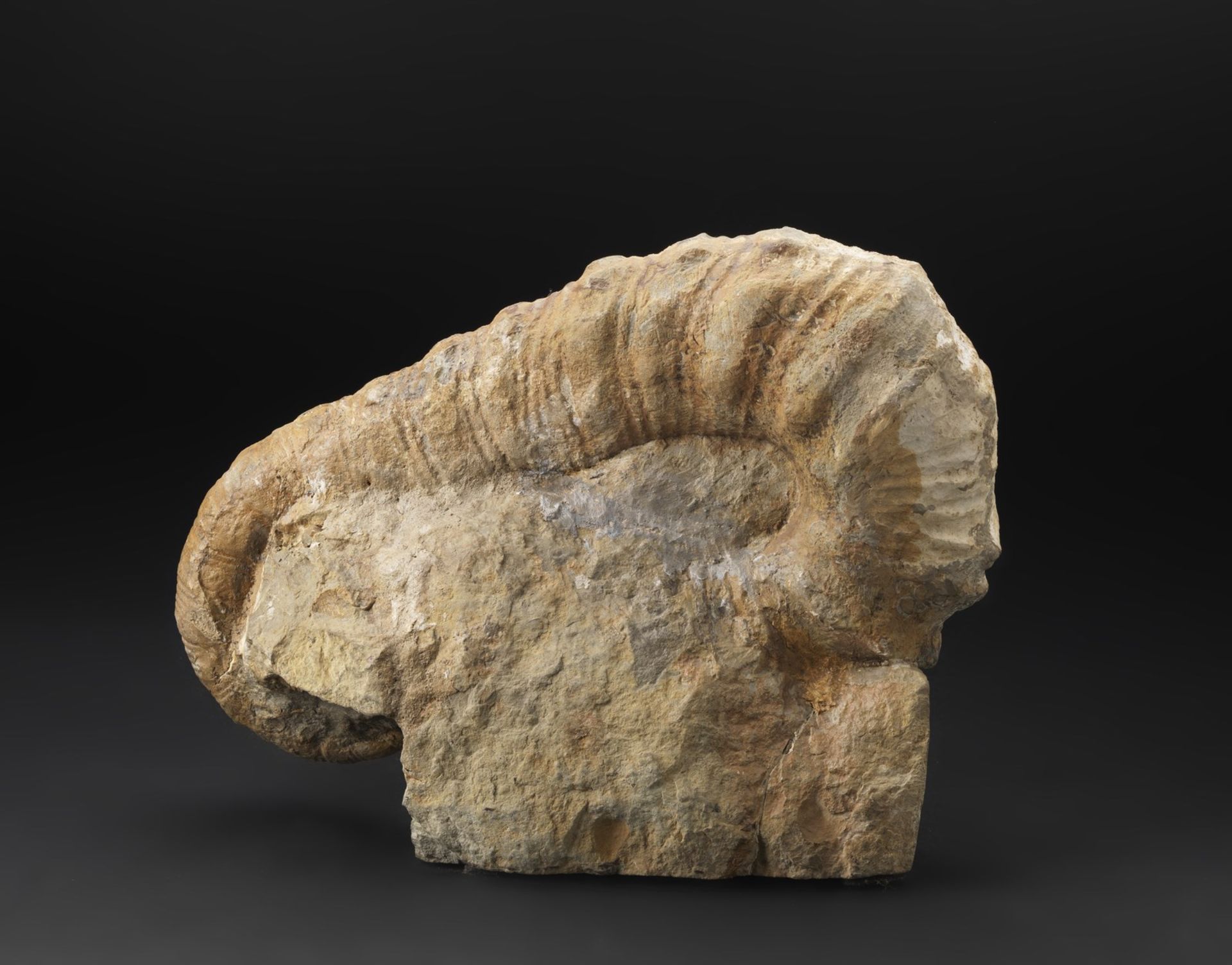 Naturalia Heteromorphic ammoniteMorocco, Cretaceous. - Image 2 of 3