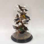 Taxidermy: various song birds perched on a branch, under a glass dome, 44 cm high