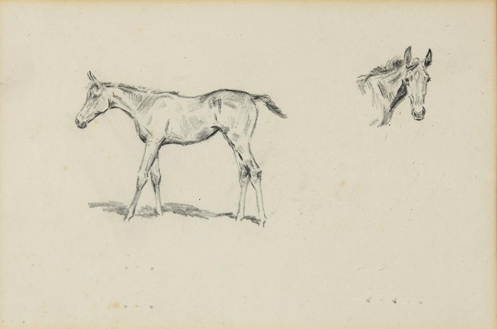 English school, 19th century, study of a foal, pencil, 14 x 20 cm