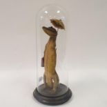 Taxidermy: an anthropomorphic alligator, carrying a suitcase and a parasol, under a glass dome, 36