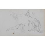 English school, 19th century, study of a kangaroo, pencil, 11 x 18 cm, Thomas Agnew & Son label