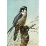 Edwin Penny, a Hobby Hawk, watercolour, 36 cm x 25 cm