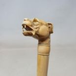 A 19th century walking stick, the ivory handle carved in the form of a snarling bulldog, on rosewood