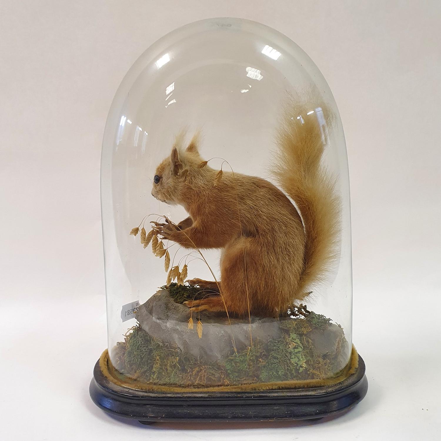 Taxidermy: a squirrel, under a glass dome, 39 cm high - Image 3 of 3