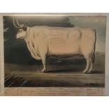 A pair of 19th century prints, prize ox and prize heifer, dated 1801, 20 x 26 cm, and four other