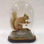 Taxidermy: a squirrel, under a glass dome, 39 cm high