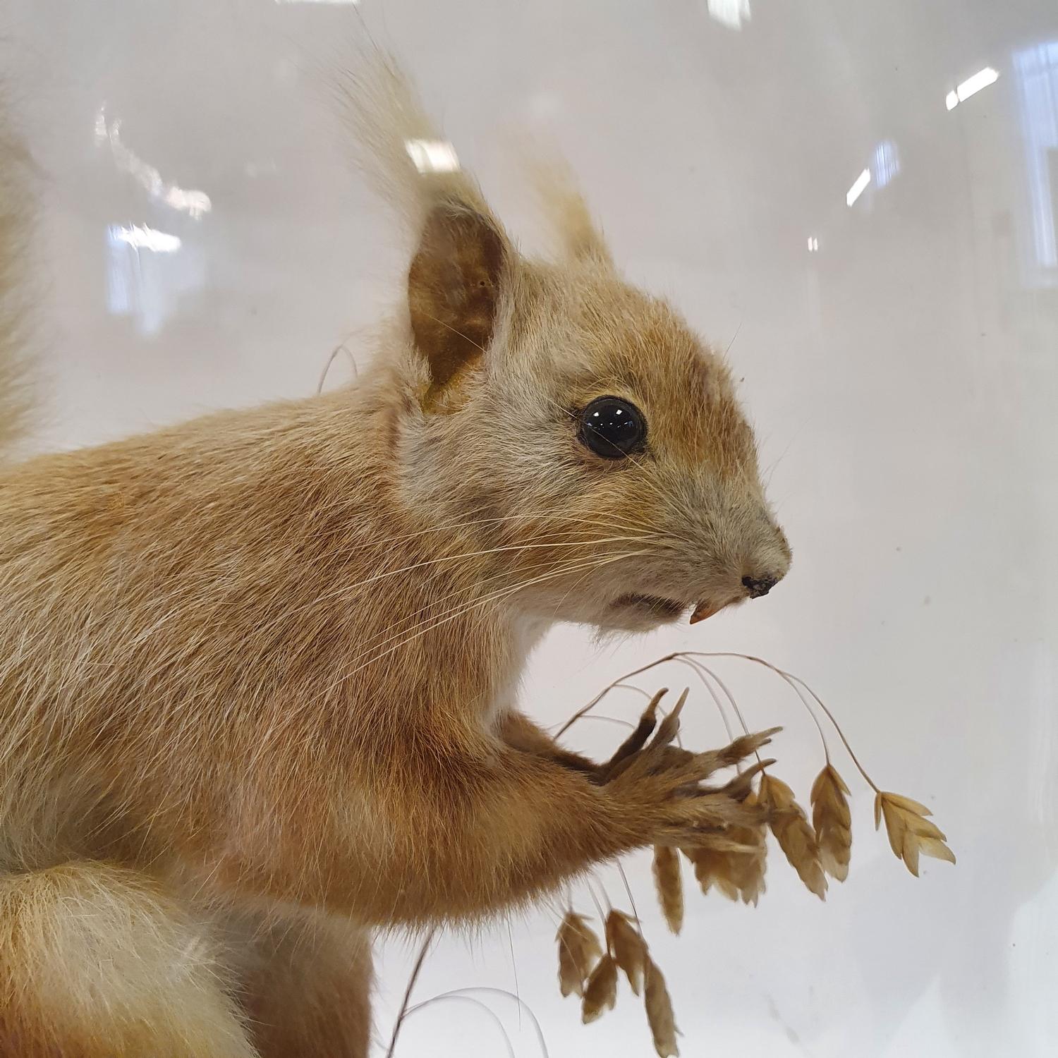 Taxidermy: a squirrel, under a glass dome, 39 cm high - Image 2 of 3