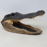 Taxidermy: a crocodile's head, 32 cm wide