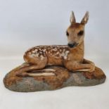 Taxidermy: a fawn, 37 cm wide