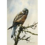 Edwin Penny, a Kestrel, watercolour, 36 x 25 cm