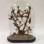 Taxidermy: various birds with a beetle, under a glass dome, 48 cm high