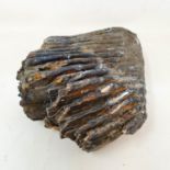 A fossilized mammoth's tooth, 20 cm wide