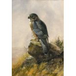 Edwin Penny, a Merlin, watercolour, 36 x 25 cm