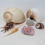 A conch shell, and a large group of other other shells (qty)