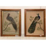 A pair of Victorian bird feather pictures, in birdseye maple frames (2) One lacks glass, one frame