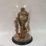 Taxidermy: a buzzard perched on a log, under glass dome, 65 cm high