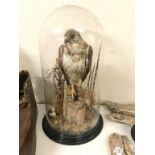 Taxidermy: a buzzard perched on a log, under glass dome, 65 cm high