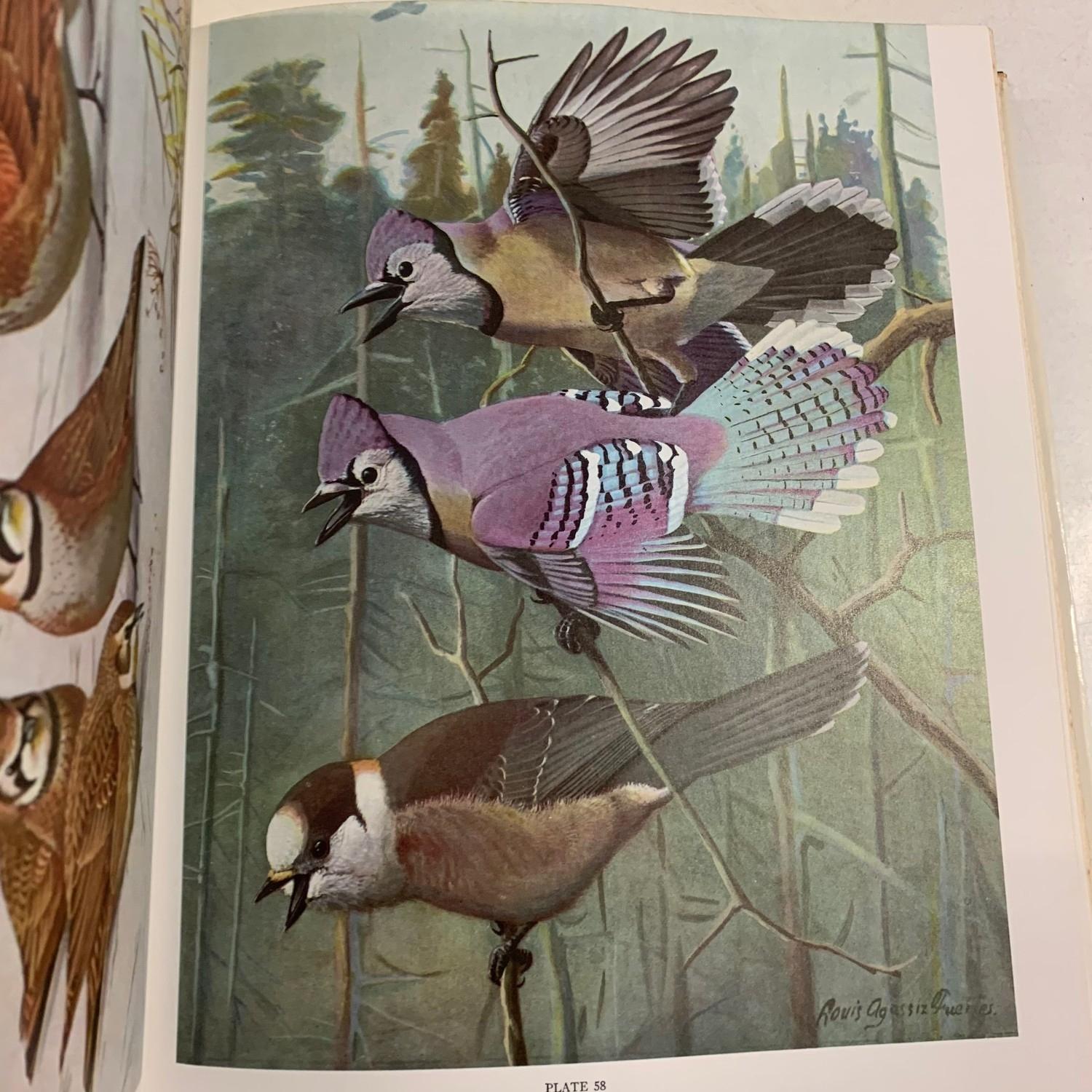 Forbush (Edward Halle) A Natural History of American Bird of Eastern and Central and North - Image 3 of 5