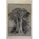 English School, 19th century, study of a tree, watercolour, titled Richmond Park 1873, 23 x 18 cm,