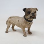 A late 19th/early 20th century Austrian cold painted bronze dog, 8 cm high x 11.5 cm long